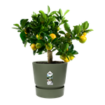 greenville round 25cm leaf green